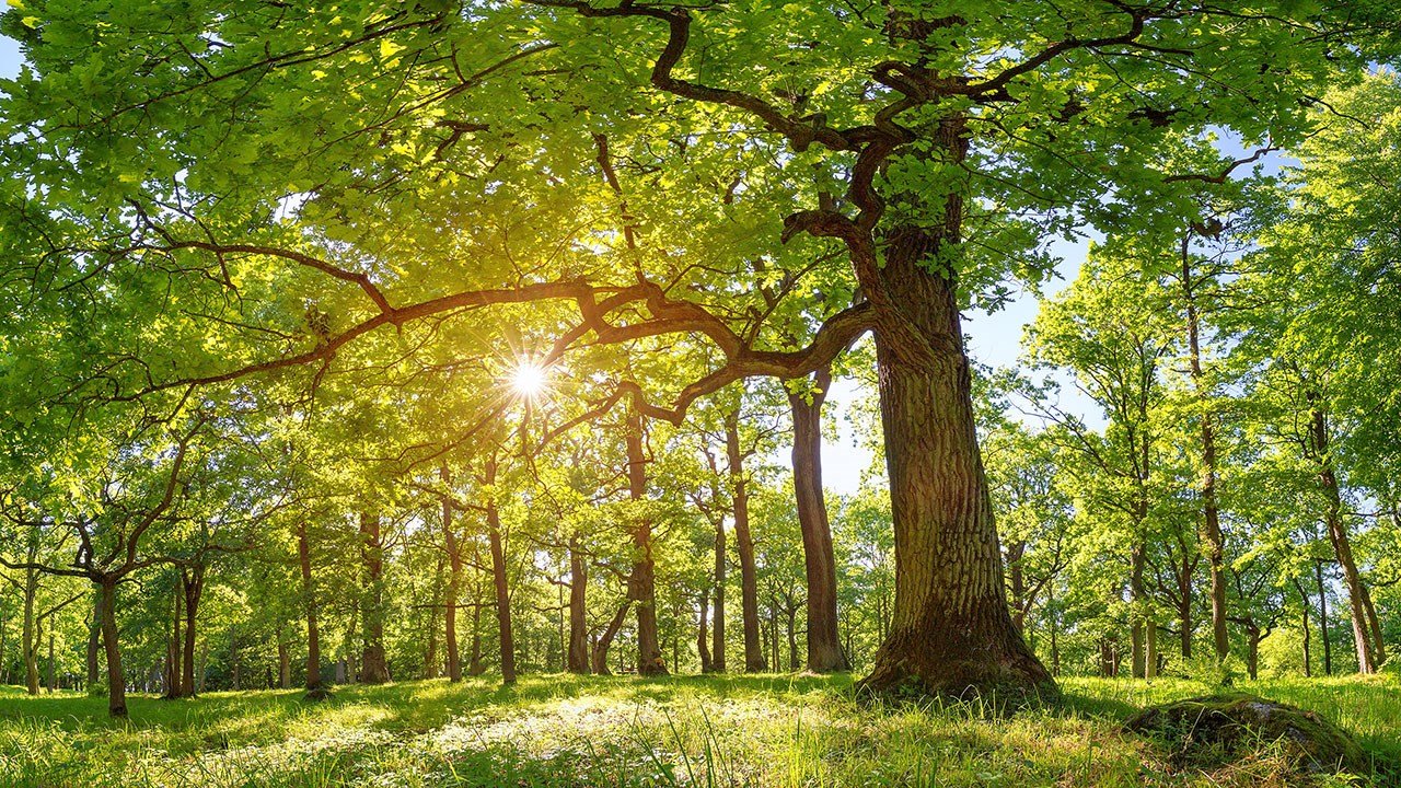 Interested in Arbor Day? You might find free trees to plant in your area - Vimarsana News