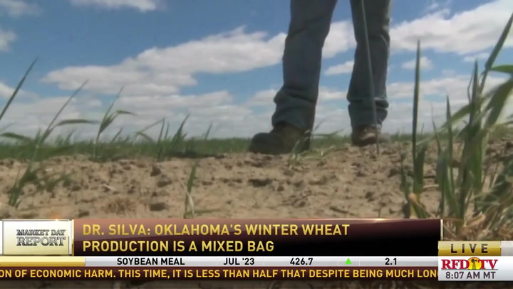 A Mixed Bag: An update on the winter wheat crop in the Southern Plains - Vimarsana News