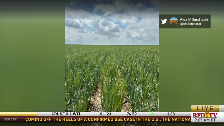 Kansas Wheat Check In: An update after recent rains - Vimarsana News