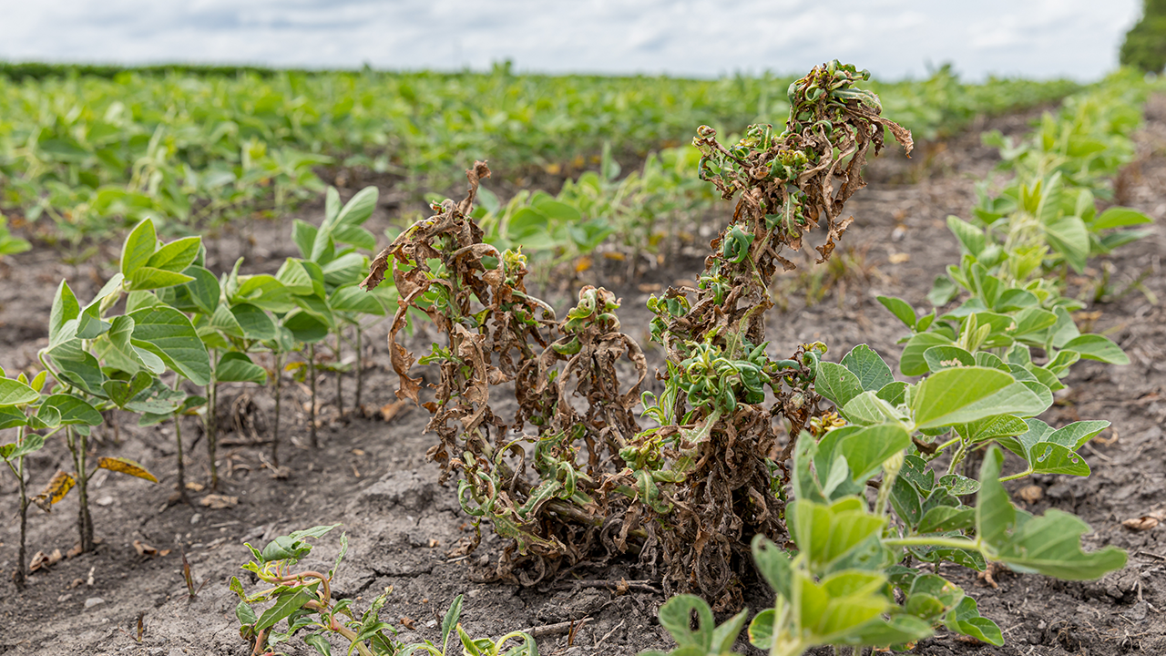 Study: 'Failed' antibiotic could be the key to fighting herbicide-resistant weeds in Australia - Vimarsana News