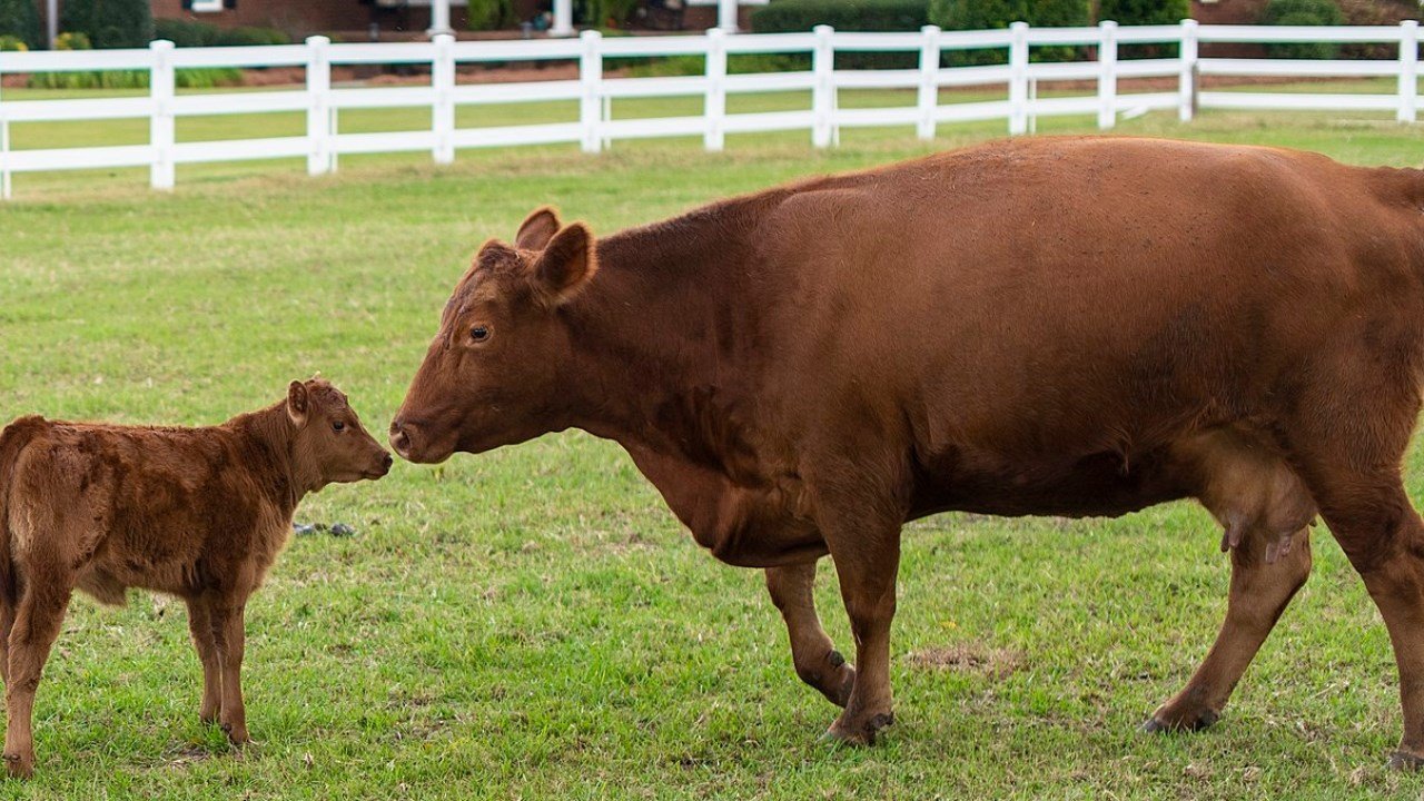 mRNA Concerns Continue: R-CALF say MCOOL for beef is needed ASAP - Vimarsana News