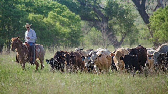 Ongoing drought could spell lower future cattle supplies - Vimarsana News